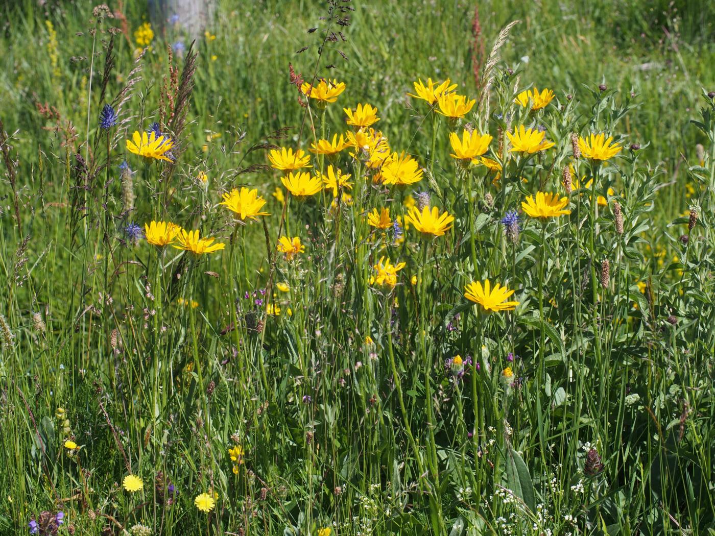 Ragwort, Chamois plant